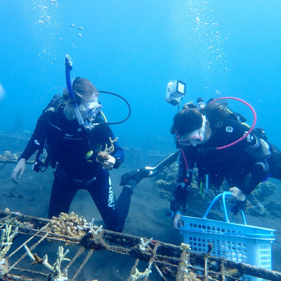 学生们穿着潜水装备在暗礁床上种植珊瑚